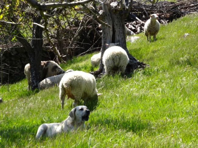 Sheep and the dog in charge in Extremadura, Spain