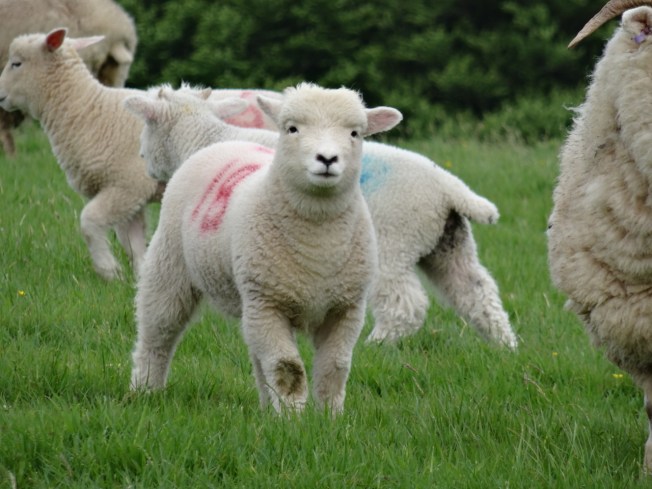 Sheep on Exmoor, England