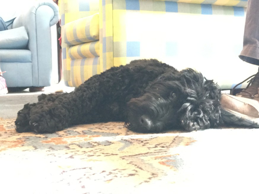 Moses - exhausted - at the end of the walk