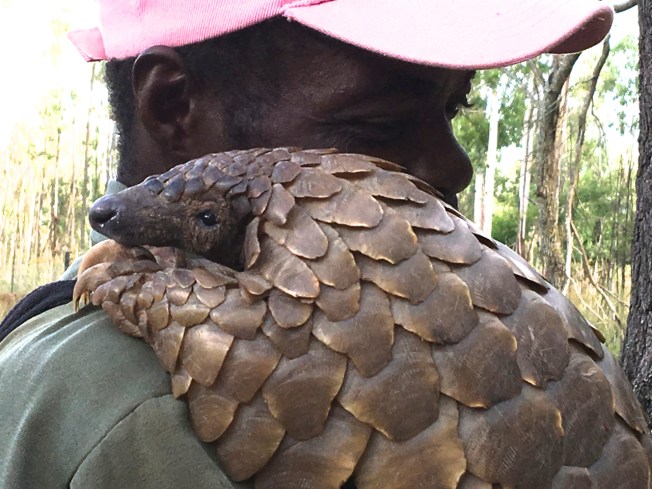 A pangolin in Zimbabwe with its handler/protector