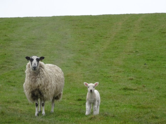 Sheep - these two in Lancashire, England