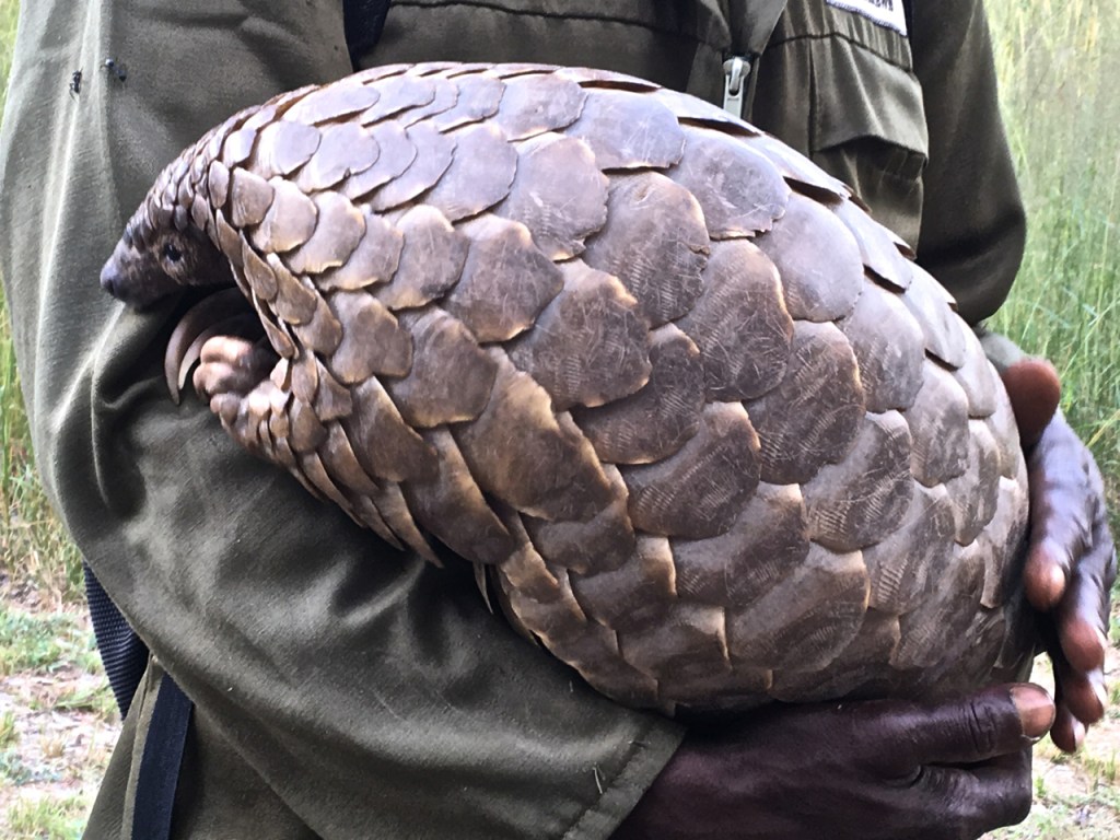 A scaly anteater (ground pangolin or Smutsia temminckii - named after the Dutch zoologist Coenraad Jacob Temminck: 1778-1858)