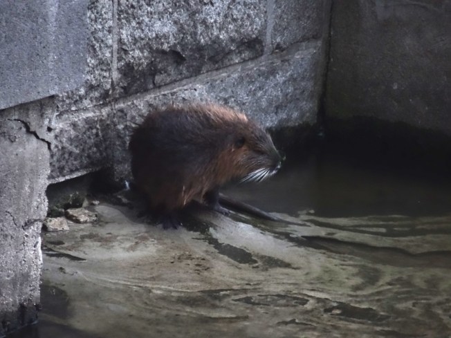 Eurasian beaver in the Vltava River in Prague