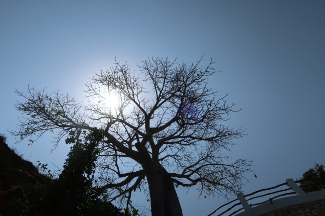 Baobab - Kilifi, Kenya