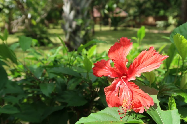 The garden above Kilifi Creek