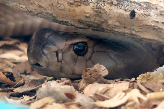 Black Mamba at Mnarani Reptile Park near Kilifi in Kenya