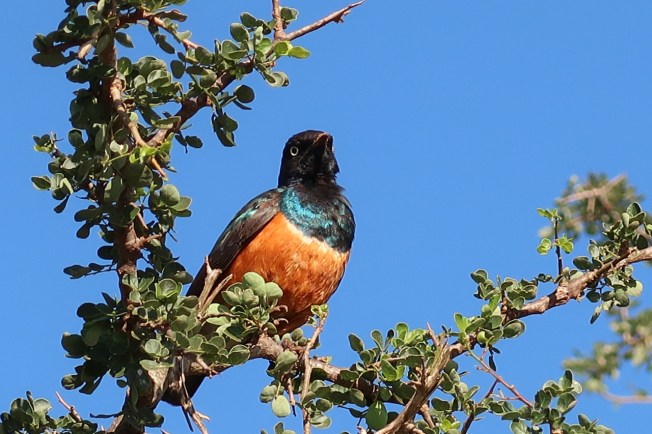 Superb Starling, Tsavo, Kenya