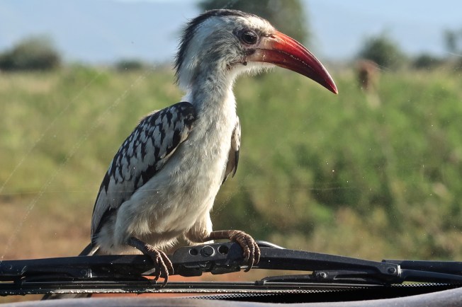 Hornbill, Tsavo, Kenya