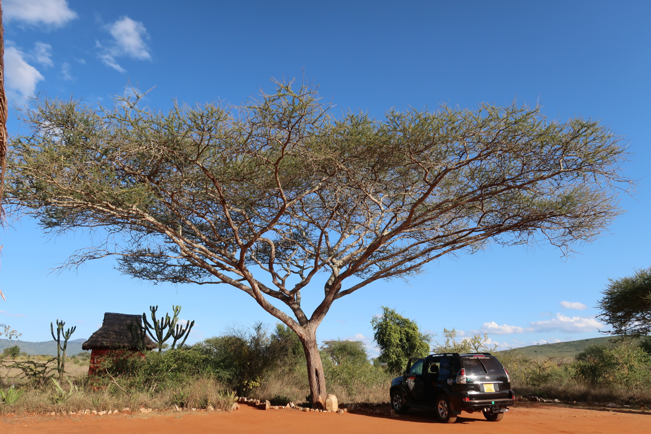 Tsavo, Kenya