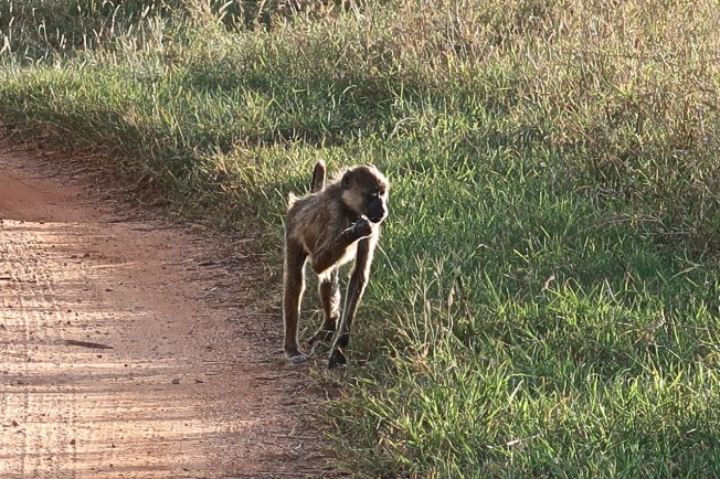 Baboon, Tsavo, Kenya