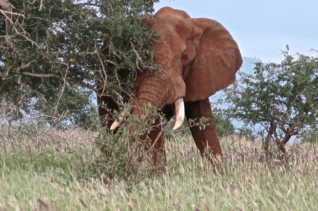 Elephant in Tsavo, Kenya