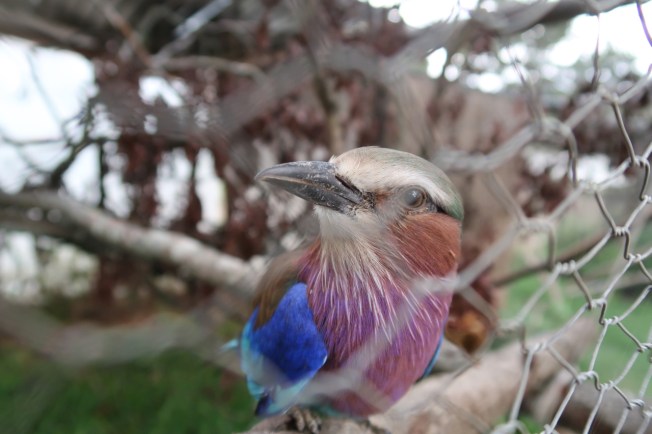 Caged bird in Zimbabwe